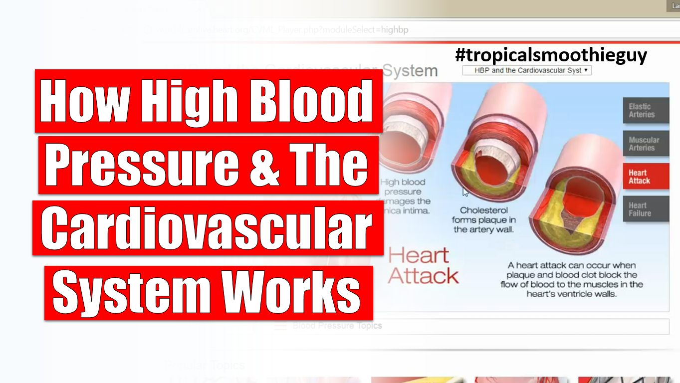 how-high-blood-pressure-and-the-cardiovascular-system-works